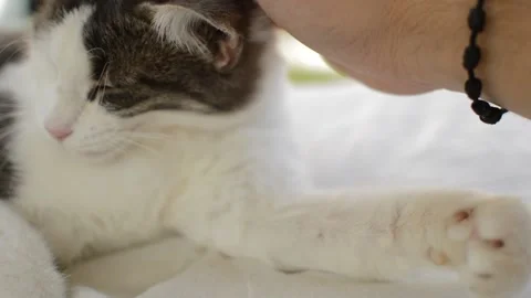 Female's hand cuddle a cute cat. cat sleep on a couch. Vidéo 218592980