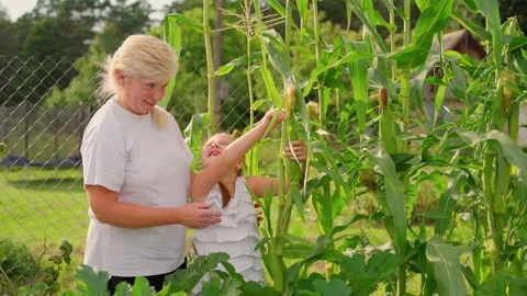Females inspect growing corn at garden. Grandmother and granddaughter Stock Footage 158874553