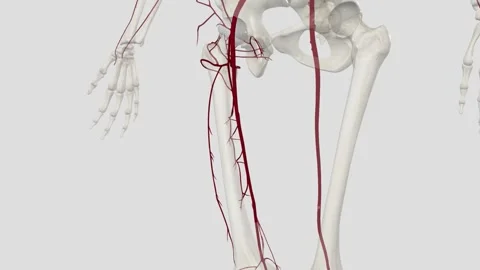 The femoral artery is the main blood ves... | Stock Video | Pond5