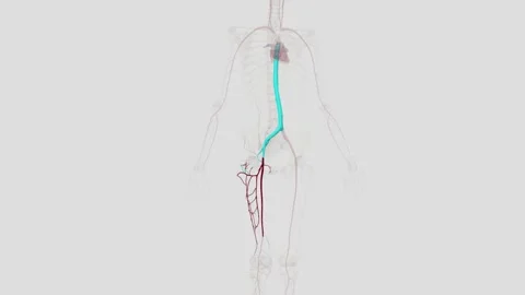 The femoral artery is the main blood ves... | Stock Video | Pond5