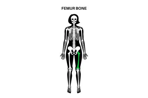 Femur bone anatomy Stock Illustration