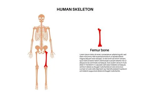 Femur bone anatomy Stock Illustration