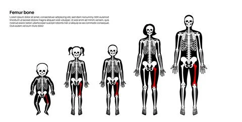 Femur bone anatomy Stock Illustration