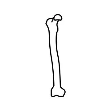 Femur bone line icon vector illustration Stock Illustration