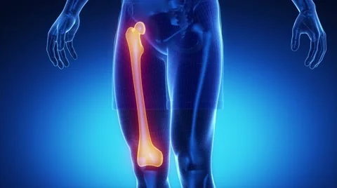 FEMUR bone skeleton x-ray scan in blue Vidéo 48059917