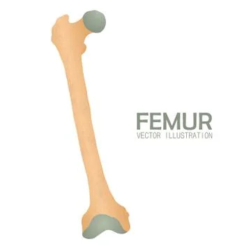 Femur bone vector illustration isolated on white background Stock Illustration