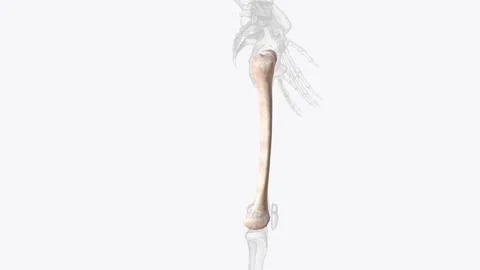 The femur or thigh bone is the only bone in the thigh Stock Illustration