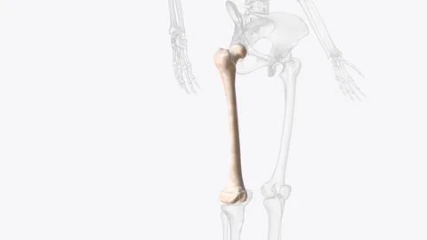 The femur or thigh bone is the only bone in the thigh Stock Illustration