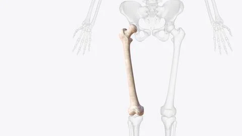 The femur or thigh bone is the only bone in the thigh Stock Illustration