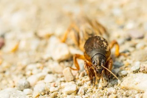 Fen cricket Stock Photos
