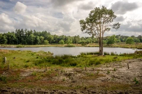 Fen Landscape 写真素材