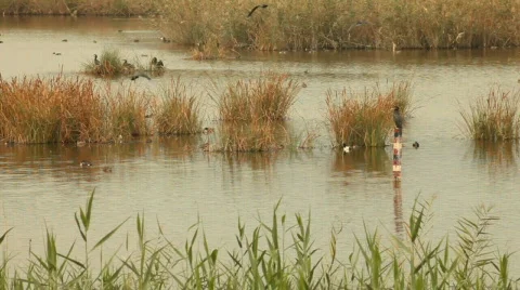 Fen in Spain 库存影片 544993