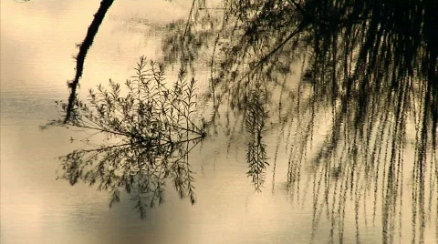 Fence 04 Stock Footage 330464