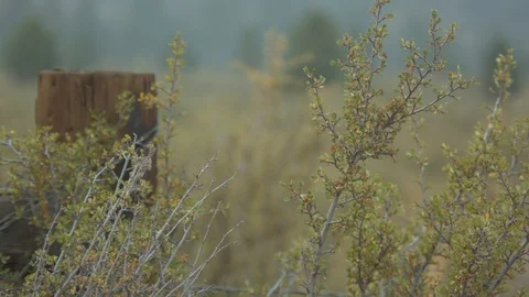 Fence and Brush Blowing in the Wind Stock Footage 90151616