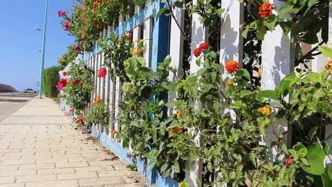 Fence and Bushes Moving with the Wind Stock Footage 83089085