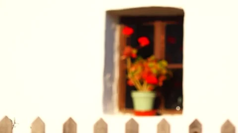 Fence and the flower Stock Footage 53811379