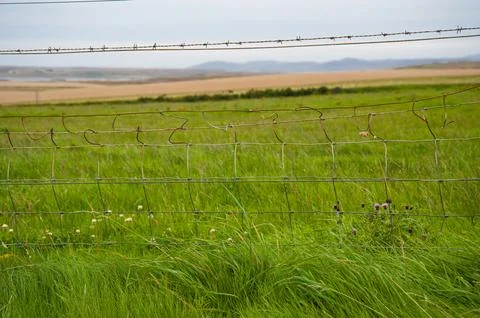 Fence and grass Stock Photos