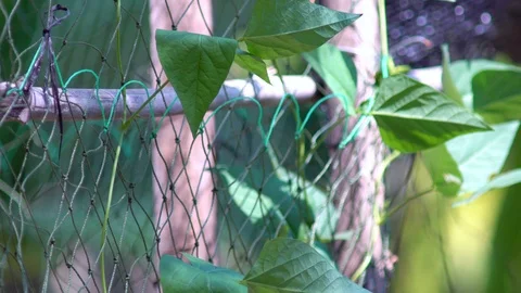 Fence and netting for small garden plants in garden houses. Stock Footage 86484465