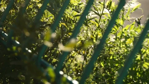 Fence and the sun. Video stock 103249125