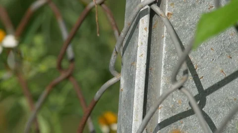 Fence and sunset Stock Footage 81060063