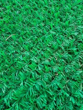 Fence with artificial grass Stock Photos