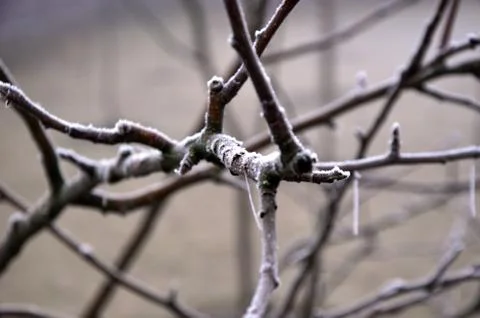 Fence with barbed wire Stock Photos