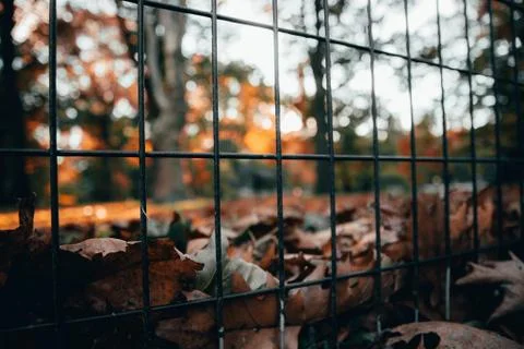 Fence with blurred background in the park Stock Photos