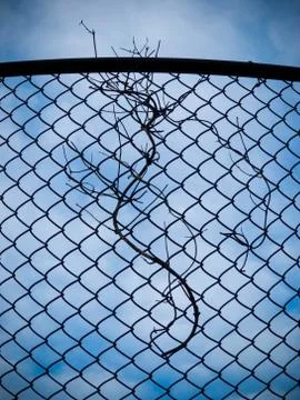 A Fence Branch Stockfoto's