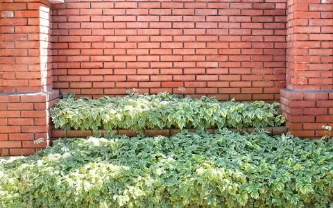 Fence of bricks with decorative border with Cornus alba bushes Stock Photos