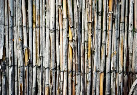 A fence with cane grass Stock Photos