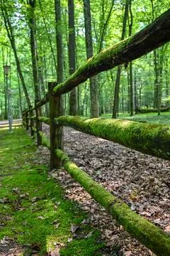 Fence covered with moss Stock Photos