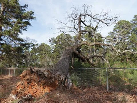 Fence Damaged From Tree Falling During Storm Stock Photos