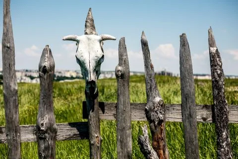 Fence with dried skulls. Stock Photos