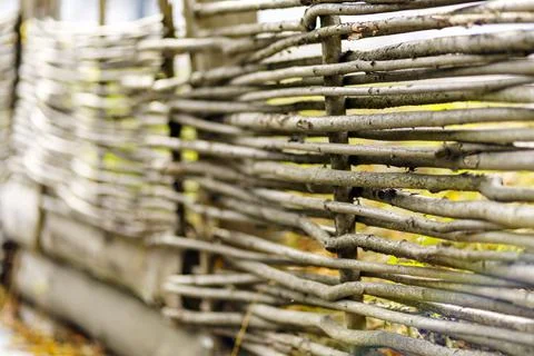 Fence of dry intertwined tree branches in autumn Stock Photos