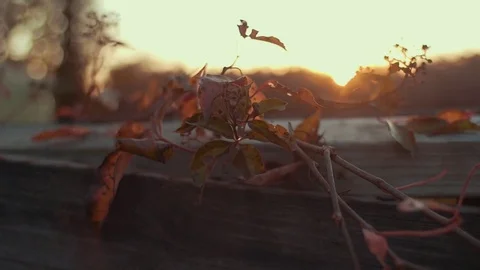 Fence with Flower at Sunset (Dolly Left) Stock Footage 81529917