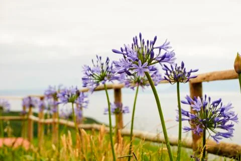 Fence with flowers Stock Photos