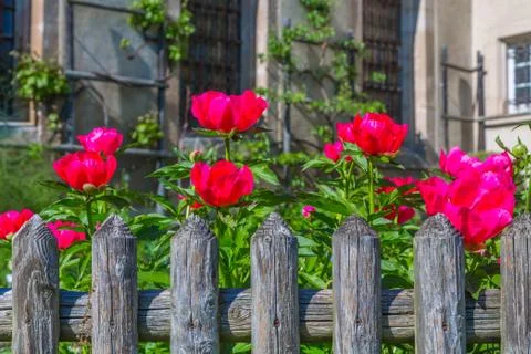 Fence with flowers Stock Photos