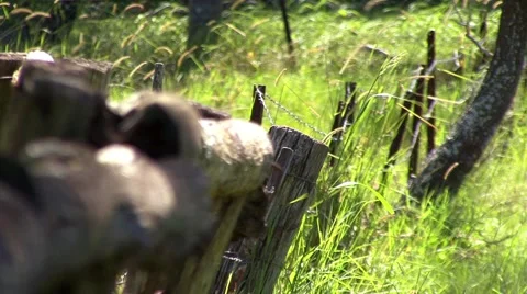 Fence Stock Footage 1055190