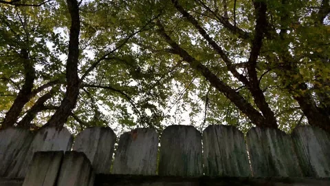 On the fence Stock Footage 96676066