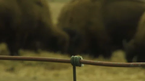 Fence foreground bison background 動画素材 998007
