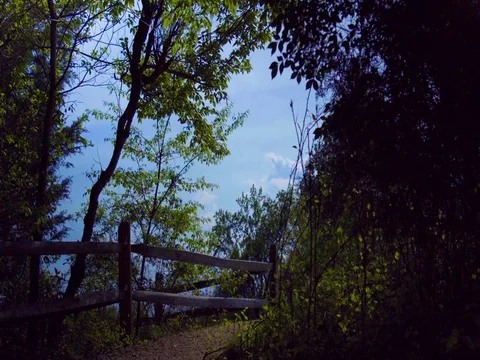 Fence in the Forest Stock Footage 75772778