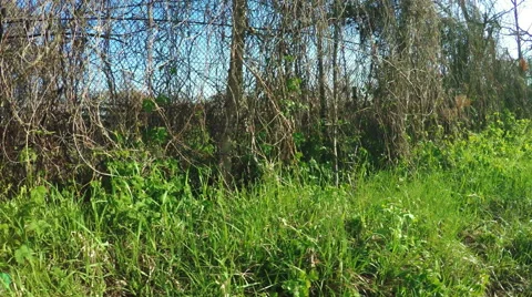 Fence garden plot Video stock 49750224