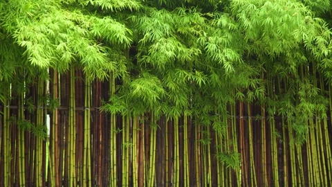 Fence of green bamboo trees on raining season Stock Footage 198809706