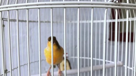 The fence of the iron bird cage with a blurry bird Stock-Footage 222649180
