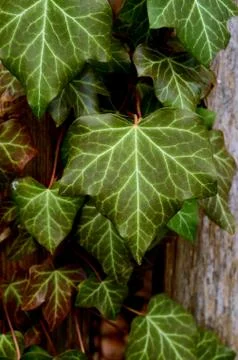 Fence Ivy Stock Photos
