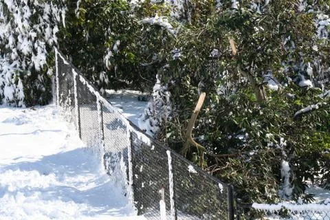 Fence line and broken tree in the snow Stock Photos