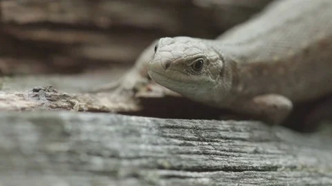 Fence lizard on a cloudy day Stock Footage