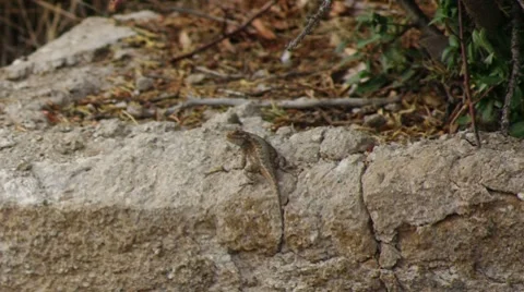 Fence Lizard Eating Stock Footage 8691587