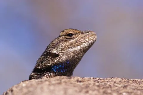 Fence lizard head Foto stock