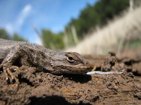 Fence lizard head Stock Photos